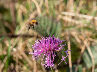 Bee flying toward flower