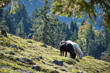 White and black sheep