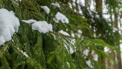 Winter forest. Snow on the branches of trees. Frosty air in the Park among the trees. Cozy walks in winter.