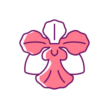 Vanda Miss Joaquim RGB color icon. Singaporean national flower. Plant hybrid. Singapore orchid. Fan-shaped flower cluster. Orchid garden. Isolated vector illustration. Simple filled line drawing