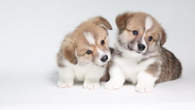 group of puppies on white background . the concept of cute, funny pets