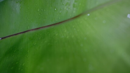 water drops on a leaf white green background Governor fern garden interior