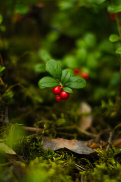 lingonberries in the forest