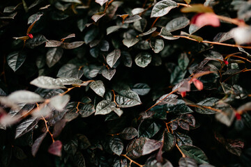 dark leaves