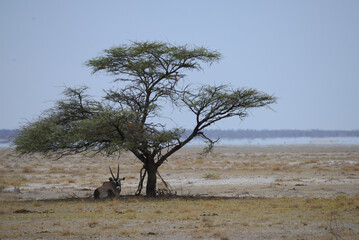Oryx lying under a tree in the Etosha National Park on a gloomy day in Namibia