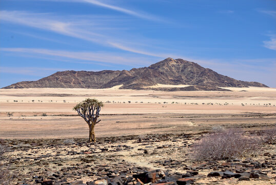 Namibian tree in a deserted area under the sunlight and a blue sky in Sesriem, Namib Desert