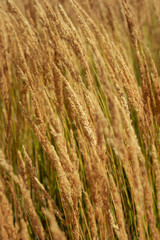 close up of wheat field