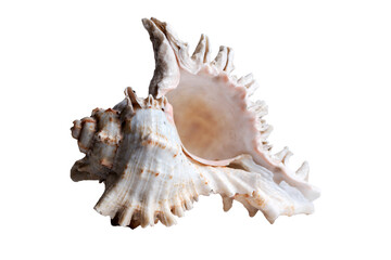Old natural seashell. Big beautiful shell. Isolate on a white background. Close-up. Selective focus.