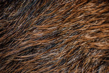 A closeup of wild boar fur texture background. Shallow depth of field. SDF.