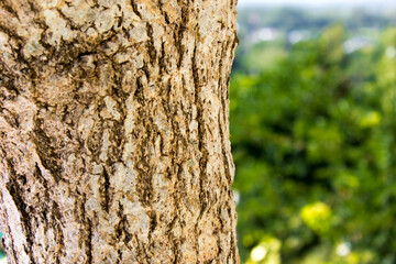 tree bark background