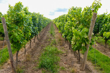 Fototapeta na wymiar Well-groomed Riesling plantation in Germany. Wine tourism. Shot against the sun.