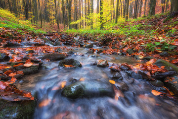 Beautiful beech forest with small stream, late autumn landscape with golden colored foliage, outdoor travel background