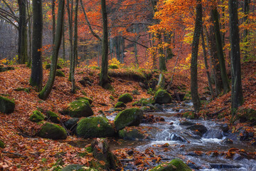 Beautiful beech forest with small stream, late autumn landscape with golden colored foliage, outdoor travel background