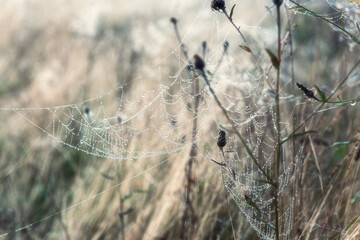 Amazing natural phenomenon, elegant spider web in a morning dew on the grass, natural outdoor seasonal background