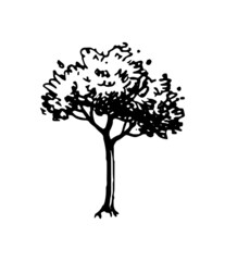 Ink sketch of tree.