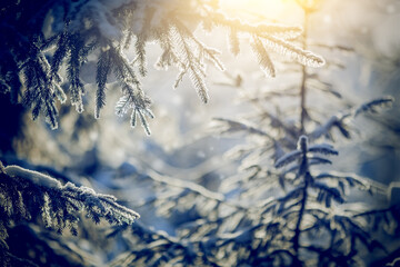 Branches of spruce in frost and snow.