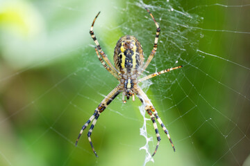 Argiope bruennichi (wasp spider) on web, invasive species of orb-web spider distributed throughout central Europe, Czech Republic wildlife. Czech Republic, Europe wildlife