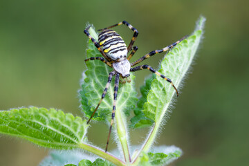 Argiope bruennichi (wasp spider) on web, invasive species of orb-web spider distributed throughout central Europe, Czech Republic wildlife. Czech Republic, Europe wildlife