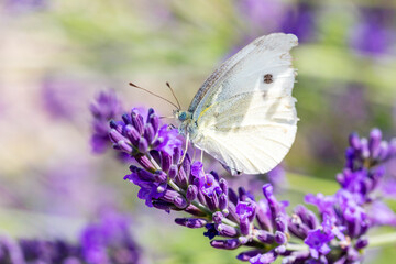 Small Cabbage White butterfly on violet lavender, summer concept, Czech Republic Europe wildlife