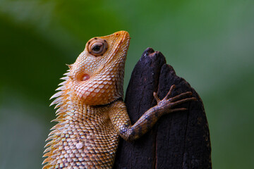 The oriental garden lizard, eastern garden lizard, Indian garden lizard, common garden lizard, bloodsucker, or changeable lizard is an agamid lizard found widely distributed in indo-Malaya.  