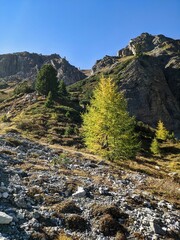 larch forest the swiss alps. Fantastic autumn mood near the davos. beautiful autumn day in the mountains. blue sky