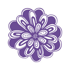Chrysanthemum flower bud, purple line art. Vector botanical illustration. Garden blooming plant. Graphic sketch. Isolated element.