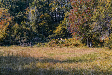 Fototapeta premium Autumn forest landscape. View of the autumn forest and glade on a sunny day. Beautiful autumn forest on a sunny day. Autumn landscape in November.
