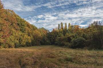 Obraz premium Autumn forest landscape. View of the autumn forest and a clearing with a cloudy sky. Autumn landscape in November. Beautiful autumn forest on a sunny day.
