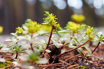 tree sprouts growing on fallen pine needles
