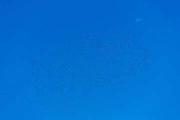 A flock of birds in the form of a cloud in the blue sky on a sunny day in early autumn