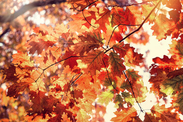 Autumn maple leaves, beautiful nature in autumn, the sun's rays pass through oak  multicolored leaves 