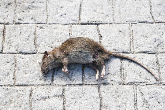 A dead rat lying on the street in the city center.