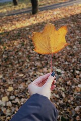 Autumn leaves in the hands
