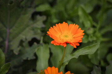 Vibrant orange calendula marigold flower in vegetable garden