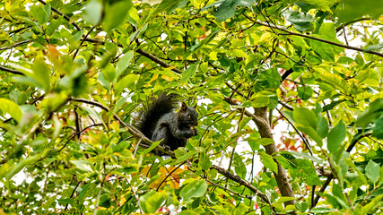 A squirrel is sitting and enjoying his food on a tree