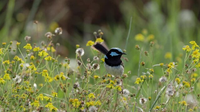 a slow motion front view of a male superb fairy wren on fireweed at a reserve on the central coast of nsw, australia