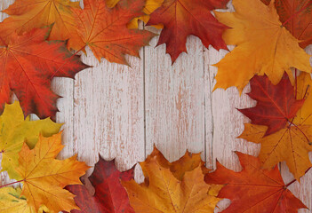 Maple frame leaves on the background of old light wood. autumn concept. The frame. Copy Space
