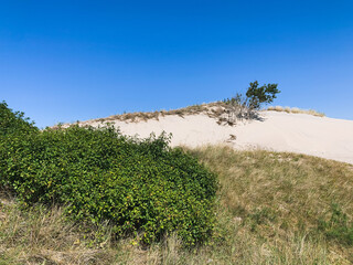 landscape with a tree and mountains