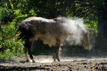 Horse bathe in the dust