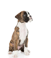 Portrait of young German boxer puppy sits in side view and looksaway and up. isolated on white background