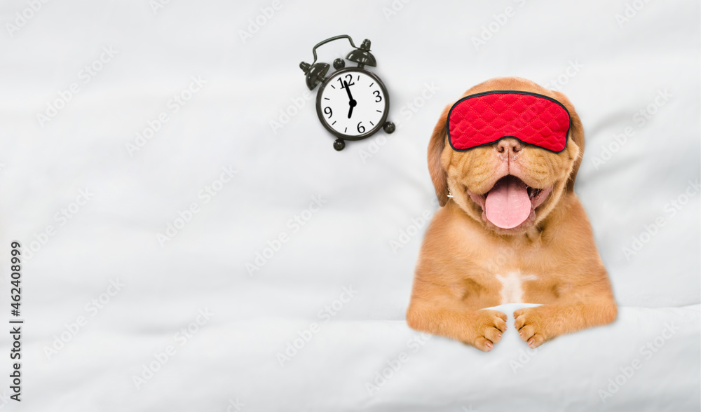 Aufkleber yawning mastiff puppy wearing sleeping mask sleeps with alarm clock under white blanket on a bed at 