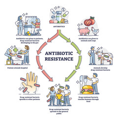 Antibiotic resistance process cycle, illustrated outline diagram. Drug resistant bacteria development inside human and animal gut and spreading path to general public by food and human contact. - obrazy, fototapety, plakaty