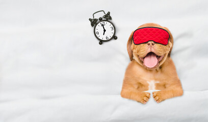 Yawning Mastiff puppy wearing sleeping mask sleeps with alarm clock under white blanket on a bed at...