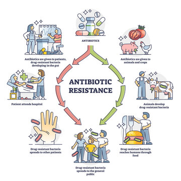 Antibiotic resistance process cycle, illustrated outline diagram. Drug resistant bacteria development inside human and animal gut and spreading path to general public by food and human contact.