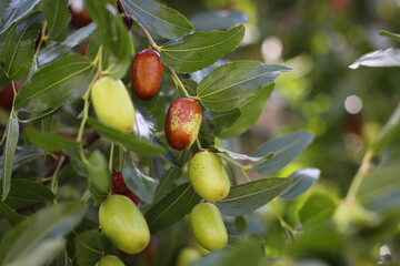 Green and ripe brown Ziziphus jujuba fruits with leaves on a Chinese date branch. Green leaves of Chinese date on a background of green leaves. Close-up. Exotic fruit jelly tree. Nature concept.