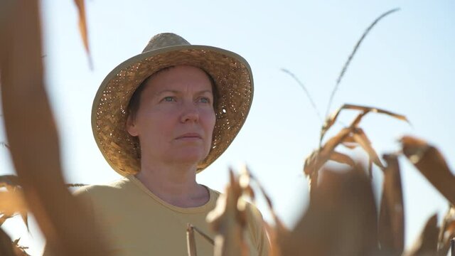Female agronomist and farmer standing in ripe harvest ready dent corn field