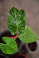 Green plants in nature concept.