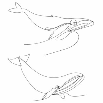 Blue Whale One Line Drawing Isolated, Vector