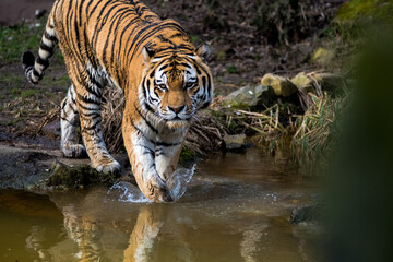 Fototapeta na wymiar water and tiger