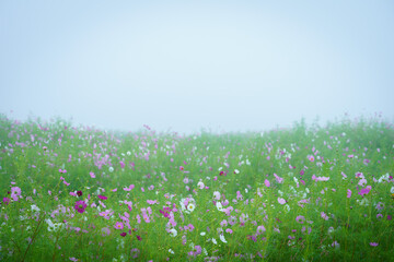 Cosmos field in the mist